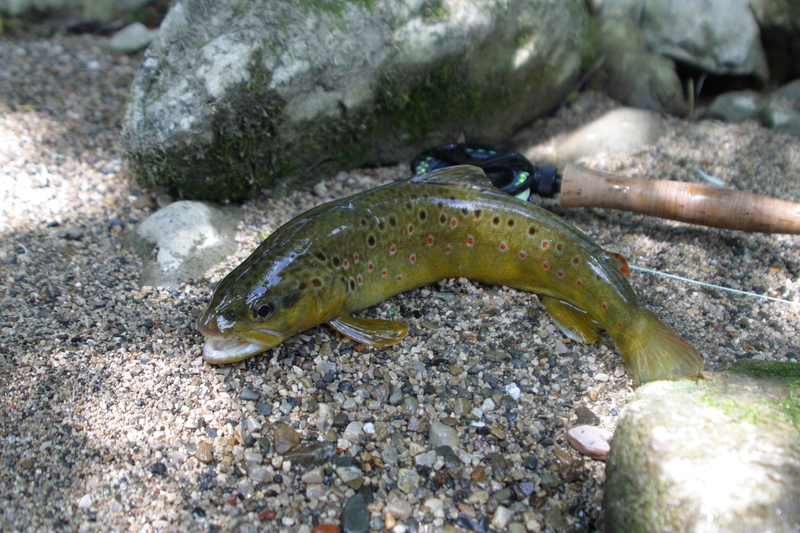 Fisch