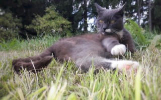 cat 1.jpeg