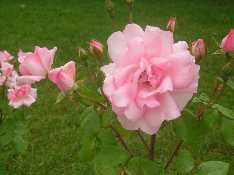 hofgartenrose_800.jpg