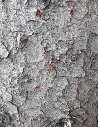 Borkenkäfer.jpg