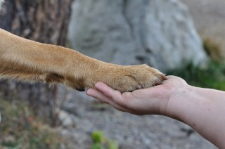 paw-548634_1920.jpg