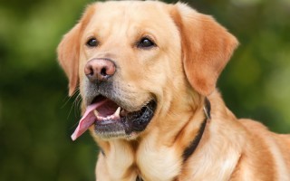 Hund pixabay dog-1210559_1920.jpg