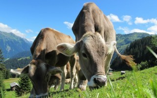 Kühe Rauschbrand pixabay cows-203460_1920.jpg