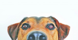 Hund_.jpg