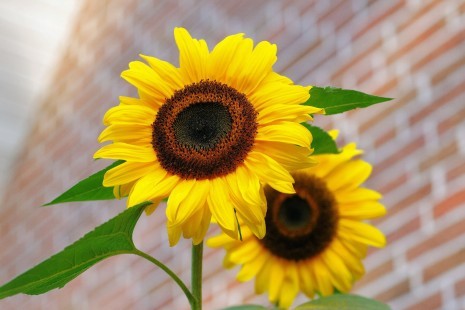 Sonnenblumen