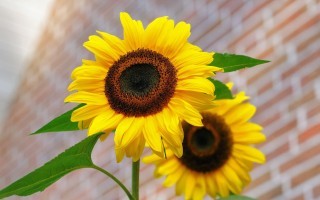 Sonnenblumen.jpg