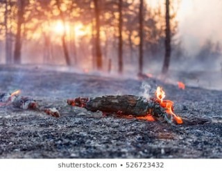 waldbrand.jpg