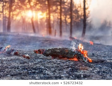 waldbrand