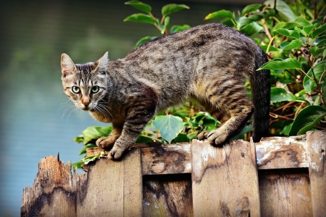 Katze pixabay cat-3846780_1920