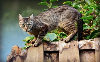 Katze pixabay cat-3846780_1920.jpg
