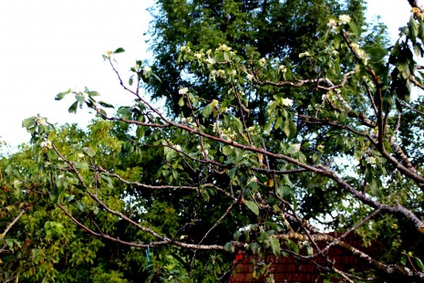 2019 narrischer zwetschenkbaum (1)