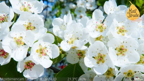 birnbaum-webcam-blüte(c)mostviertel-tourismus