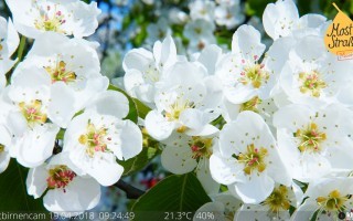 birnbaum-webcam-blüte(c)mostviertel-tourismus.jpg