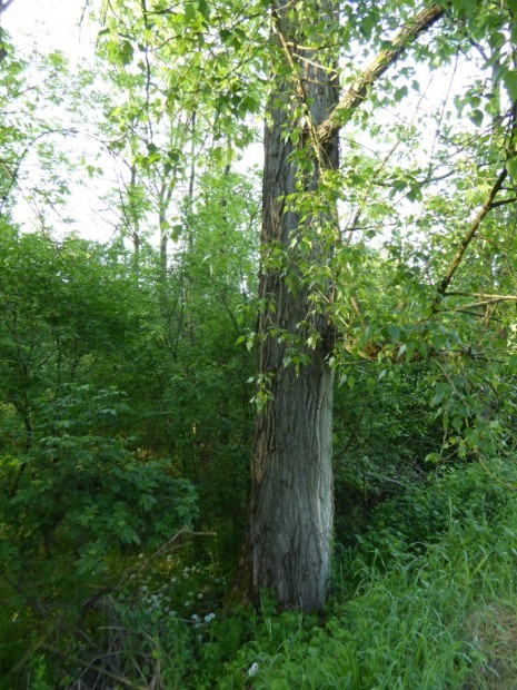 Schwarzpappel_H.MoserSturm