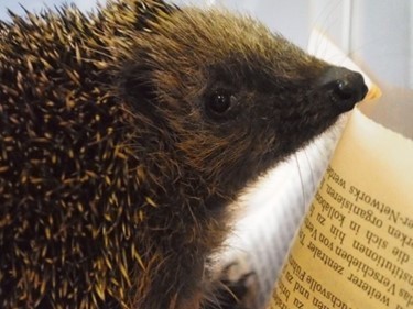 Igel