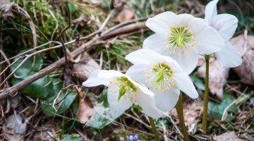 christmas-rose-288629_1920.jpg