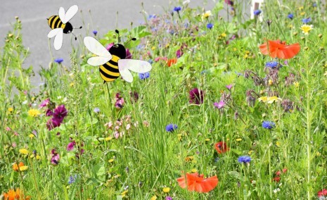 blumenwiese2