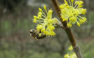 Biene_auf_Dirndlbluete_(c)K.Wanninger.jpg