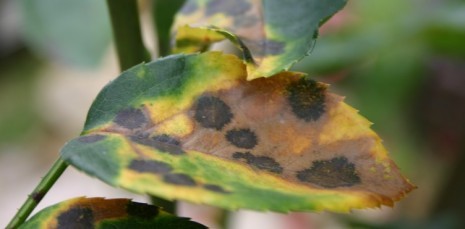 (c) M. Benes_Oeller - Quelle: Natur im Garten