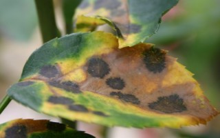 (c) M. Benes_Oeller - Quelle: Natur im Garten