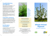 DRUCKDATEI_ragweed_folder_20220309_NEU