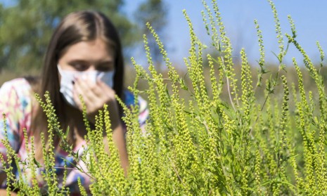 ragweed
