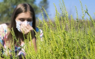 ragweed.jpg