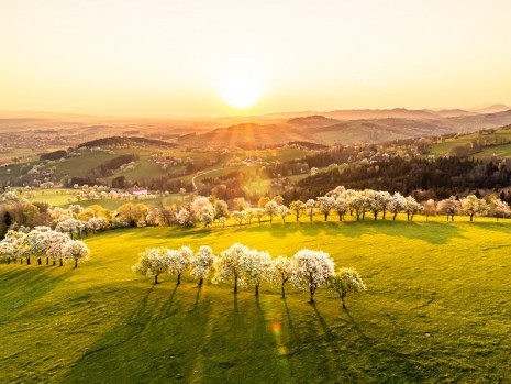 Birnbaumblüte (c) Niederösterreich Werbung, Robert Herbst