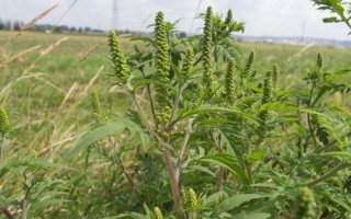 Ragweed