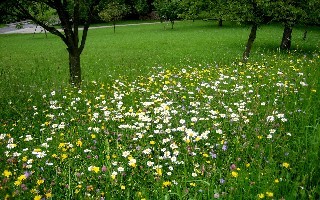 Blumenwiese Schörghuber Franz v. Günther Josef.jpg