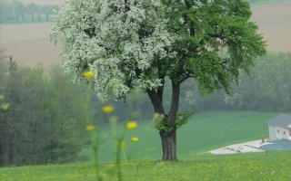 Launen der Natur nina weis.jpg