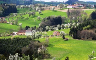 2016-04-17 Baumblüte im Mostviertel 1.JPG