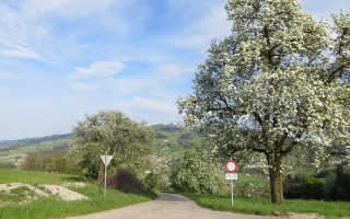 2016-04-22 Baumblüte Kleingassen- Sonntagberg 10.JPG