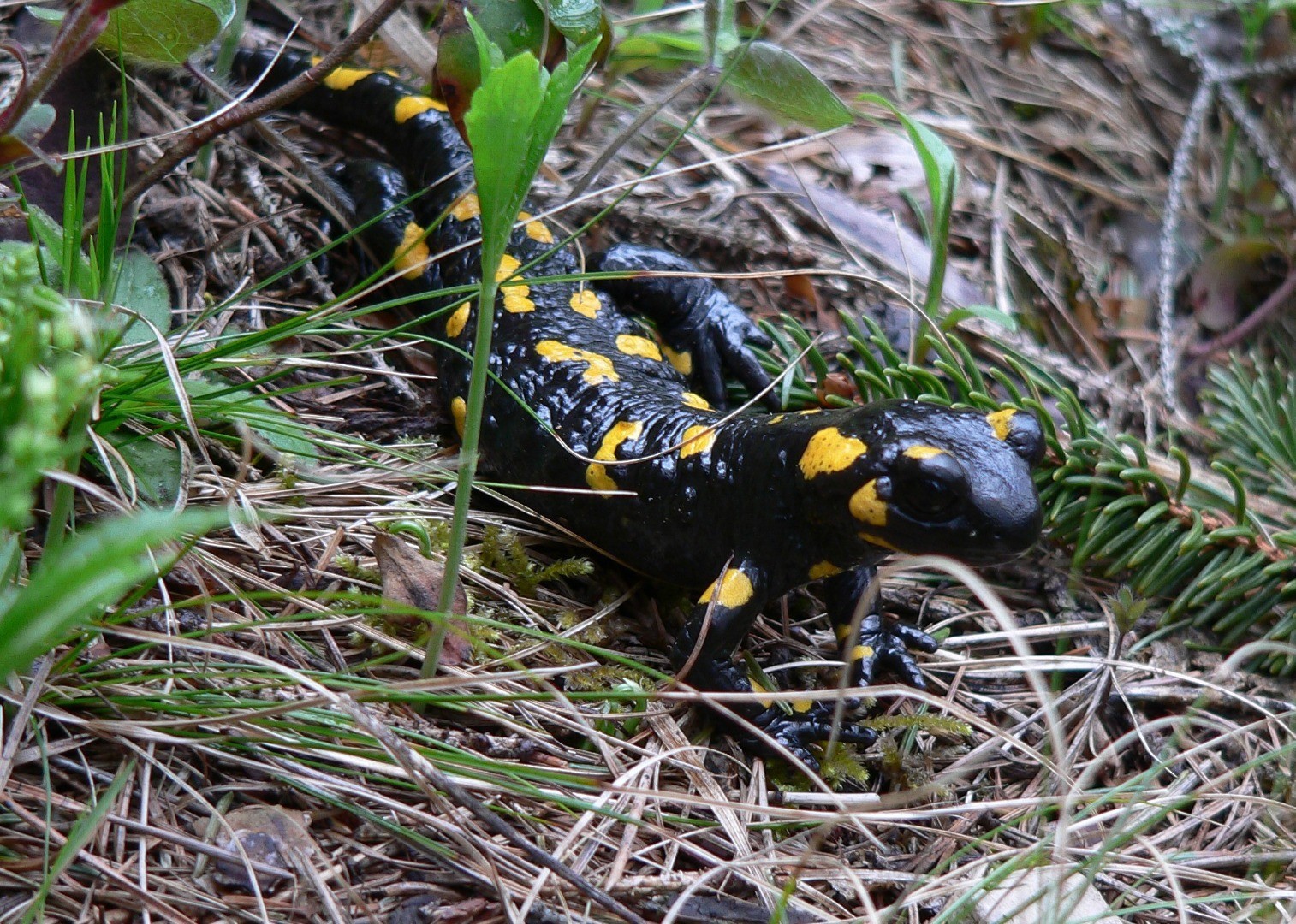 feuersalamander (c)forsthuber.jpg