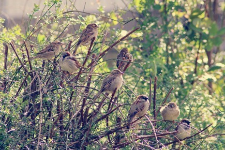 Hecke sparrows-g9bcfe627b_1920_Pixabay.jpg