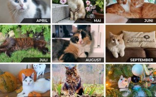 TSV Kalender 2023_KATZEN1.jpg