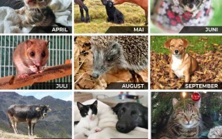 TSV Kalender 2023_TIERMIX1.jpg