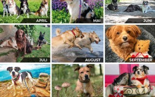 TSV Kalender 2023_HUNDE1.jpg