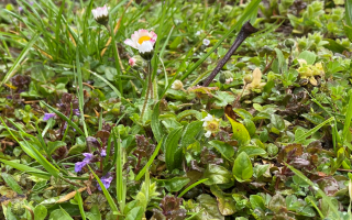 No mow may.png
