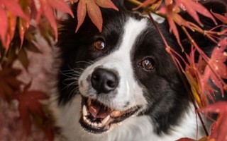 Herbst.jpg