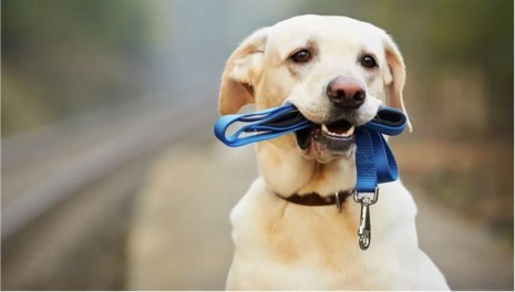 Foto Hund.JPG