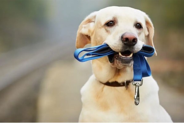 Foto Hund