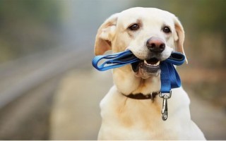 Foto Hund.JPG