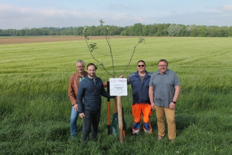 baum leitenweg.JPG
