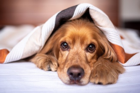 english-cocker-spaniel-5937757_1280.jpg