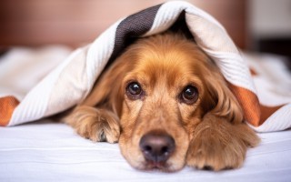 english-cocker-spaniel-5937757_1280.jpg