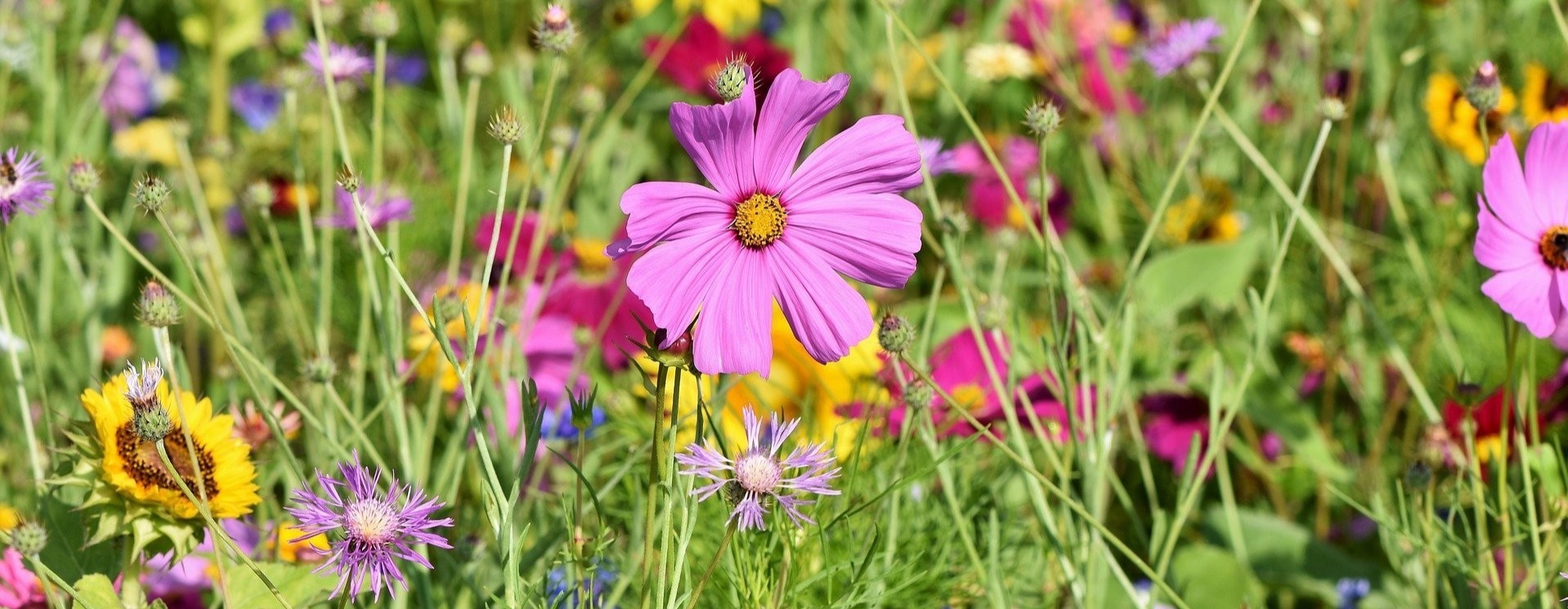 blumenwiese(c)pixabay.jpg