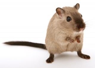 Ratten_Pixabay_animal-1238228_1280.jpg