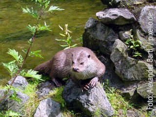 Otter_by_Alexander Bartl_pixelio.de.jpg