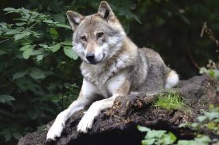 wolf-1336229_640.jpg